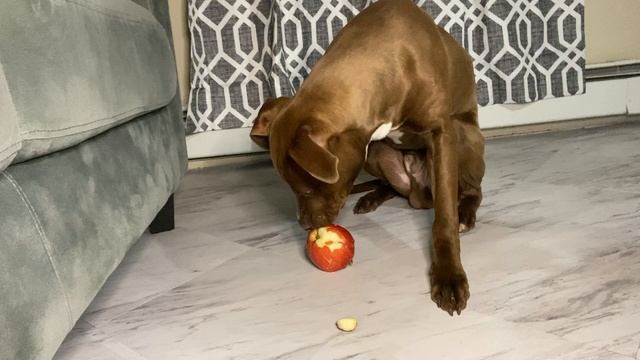 Dog Don't eat it challenge | Whole apple?!?! смотреть онлайн