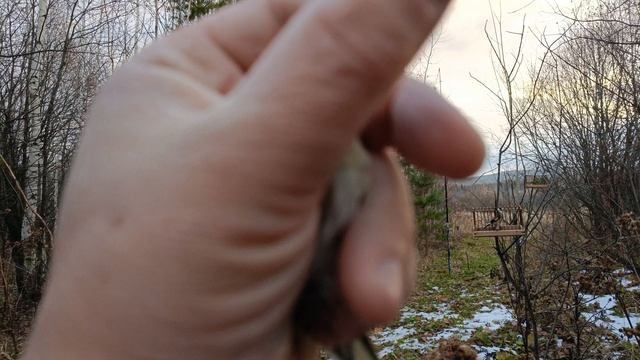 Ловля певчих птиц 20.10.24. смотреть онлайн