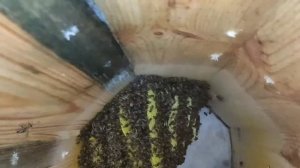 Колодное пчеловодство ( часть 3). Месяц спустя.