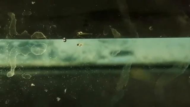 5 День личинка Данио ГЛО поплыла. смотреть онлайн