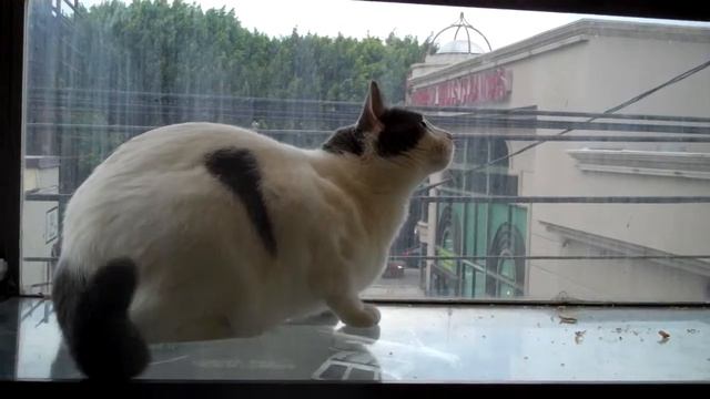 Kitty Just can't get that bird in the window! смотреть онлайн