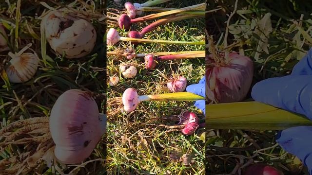 КАК ПОДГОТОВИТЬ ГЛАДИОЛУСЫ К ЗИМЕ смотреть онлайн