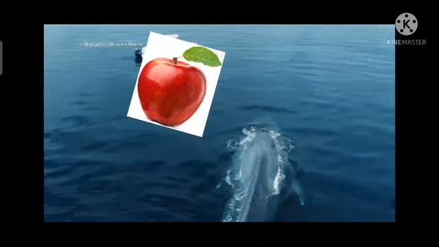 Whale can eat one apple at one time?? Fact about whale. смотреть онлайн