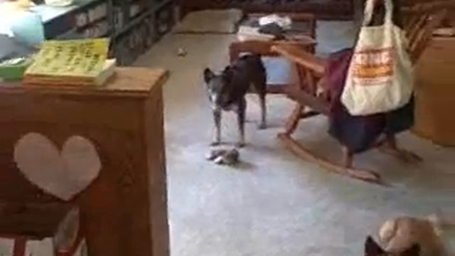 Dinner for Paxi & Coda.wmv смотреть онлайн