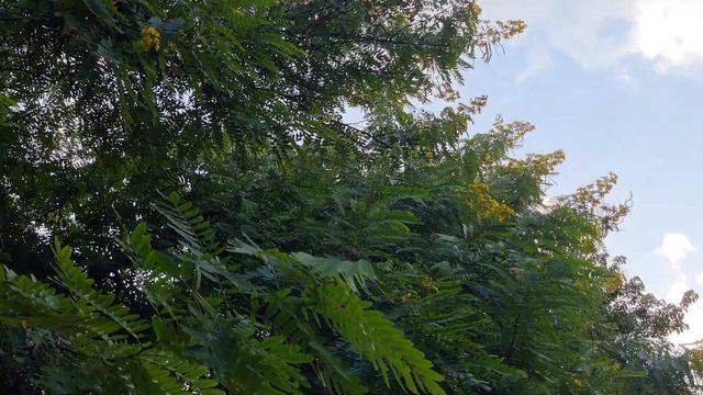 8k video (Samsung S21 Ultra) - Park Video смотреть онлайн