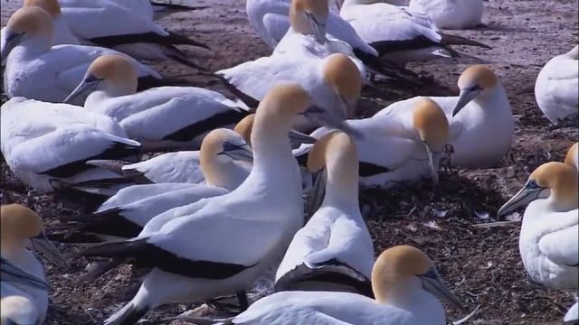Wildlife (windows 7 sample video) смотреть онлайн
