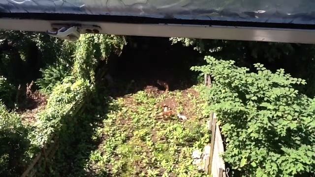5 foxes outside my window in London смотреть онлайн