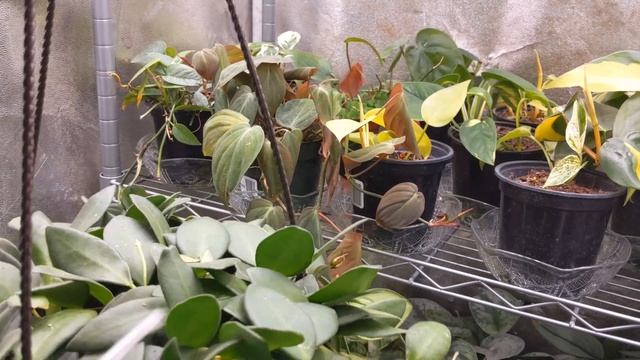 Propagating Plants & Testing out Window Silicone Vase Vessels смотреть онлайн