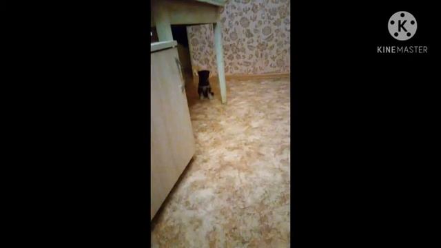 я Руфус тогда и сейчас 🐶 смотреть онлайн