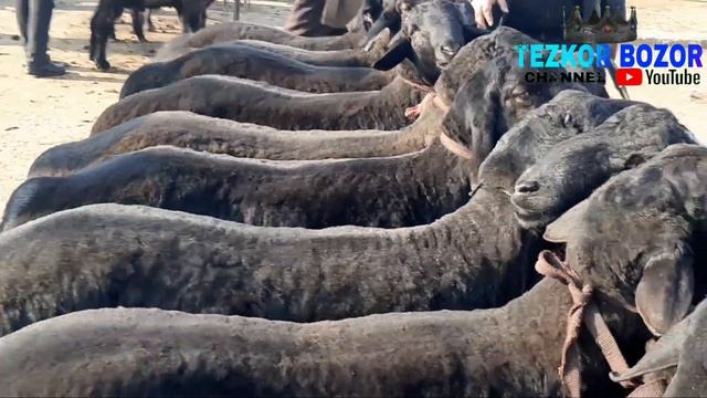 MARGILON KAMBINA OPTOM QOY BOZORI