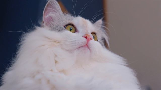 Here is a cat that wants to look out the window. Cute cats. смотреть онлайн