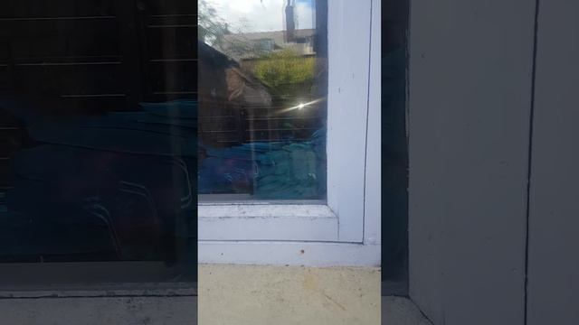 macaw trying to get to me through the window смотреть онлайн
