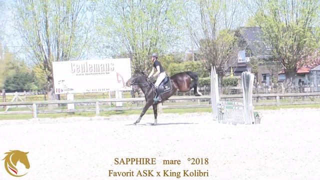 Sapphire , Favorite ter Putte x King Kolibri, mare, °2018, Belgian Horse Trading смотреть онлайн