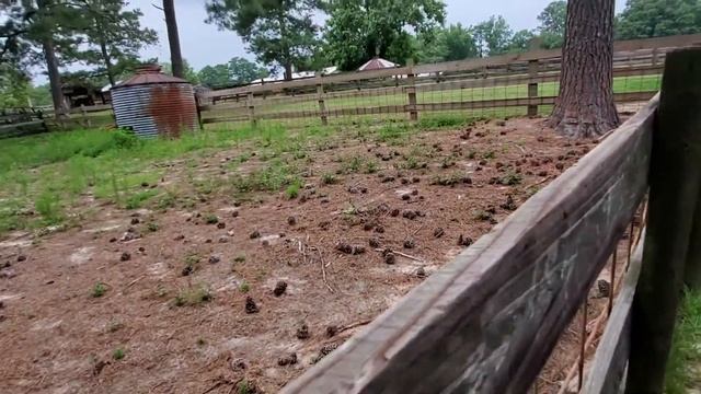 WE VISIT GILLIS HILL FARM смотреть онлайн