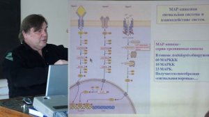 3. Сигнальные системы растений. Физиология растений II - Носов А. М. Teach-in.