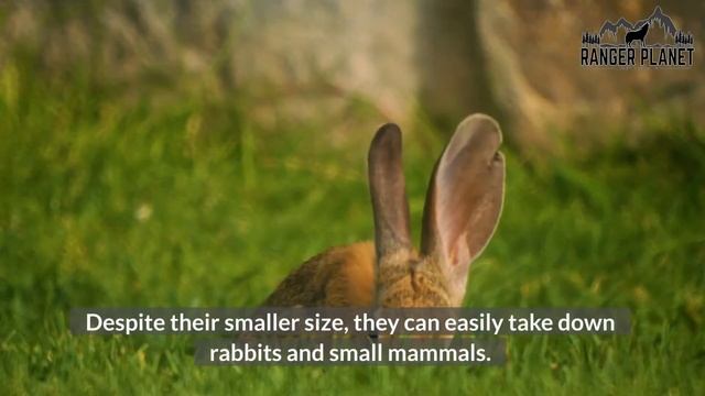 What Eats Rabbits, The List of What Hunts and Eats Rabbits! смотреть онлайн