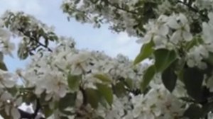 Зульфира, Алмаз Мирзаяновлар. Бер сою.