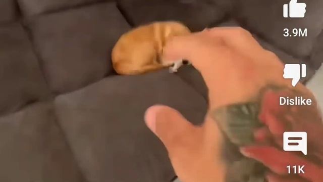 That man loves dog has Windows xp Shutdown meme смотреть онлайн