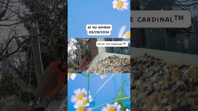 At my window 03/29/2024 part 2 смотреть онлайн