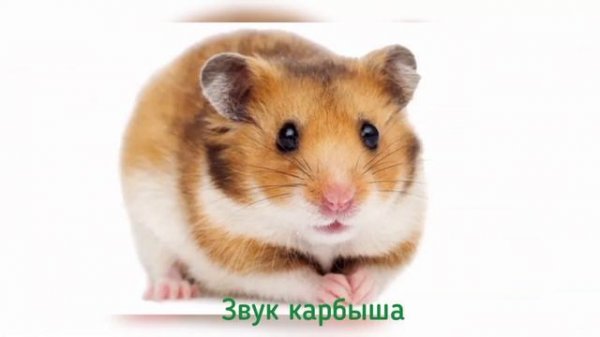 Звуки Хомяков. ДИАЛОГИ ХОМЯКОВ /ЯЗЫК ХОМЯКОВ /ХОМЯКИ