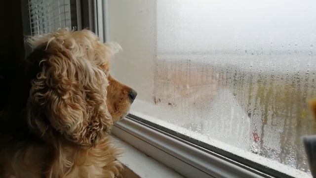 My dog watching through the window on a cold day as lofi hip hop is playing in the backround смотреть онлайн
