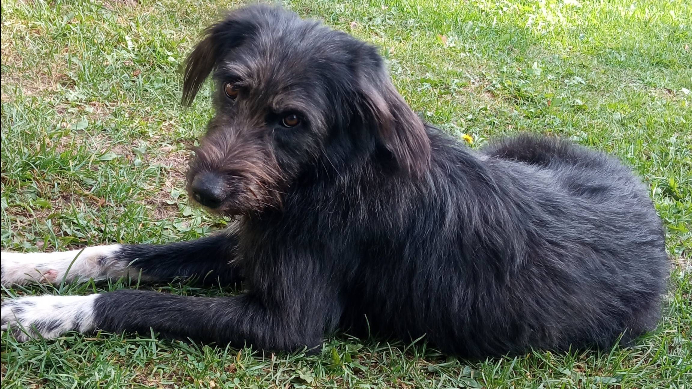 Собаки - сиротки, оставшиеся без хозяев смотреть онлайн