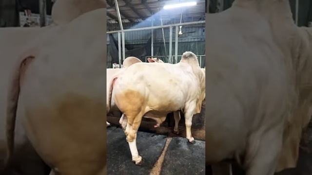 Huge Giant Bulls of Apple Agro Exclusive 2024 Collection | The Home of Goru Lovers смотреть онлайн