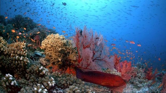 Aquarium Windows 7 Background (Dreamscene) смотреть онлайн
