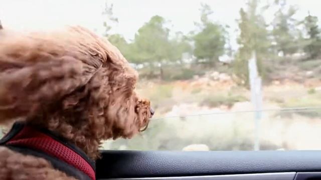 Dog Looking Out Of The Car Window At High Speed (VO) смотреть онлайн