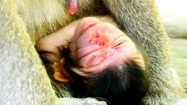 GOT ABANDONED...A newborn baby lost her mom on the first day смотреть онлайн