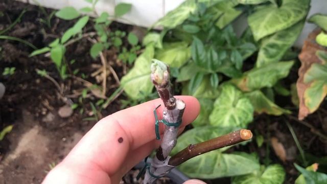 Update on fruit tree grafts (Apple, Peach, Pear, Pomegranate, Cherry). Grafting. смотреть онлайн