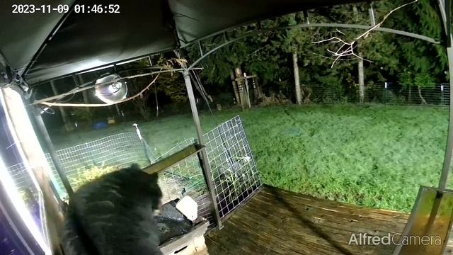 Black Bear looking in my kitchen window at 1:00 AM WA STATE смотреть онлайн