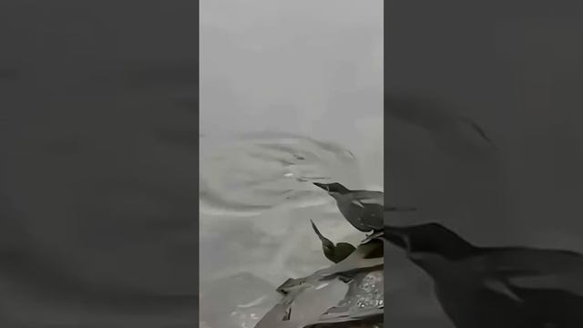 Мастер рыбной ловли