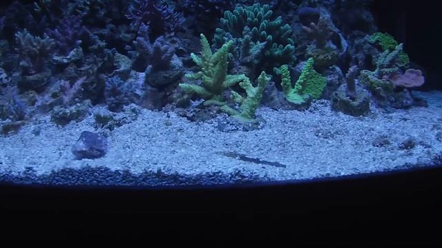 Copy of marine sps tank 5 months смотреть онлайн
