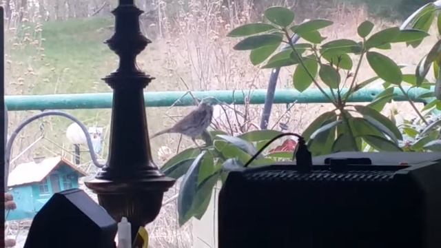 Song Sparrow tapping at my window смотреть онлайн