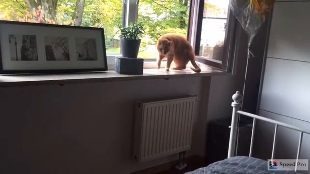 17 year old cat window jump to bed смотреть онлайн
