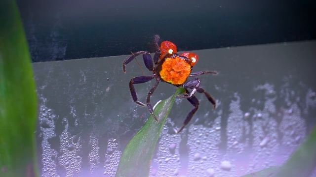 Can You Believe This? Red Devil Crabs Molt After Just 1 Month! смотреть онлайн