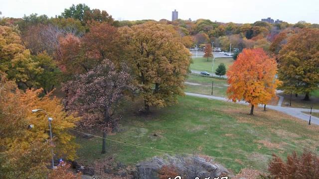 The 2007 Autumn Leaves Outside My Window In The Bronx смотреть онлайн