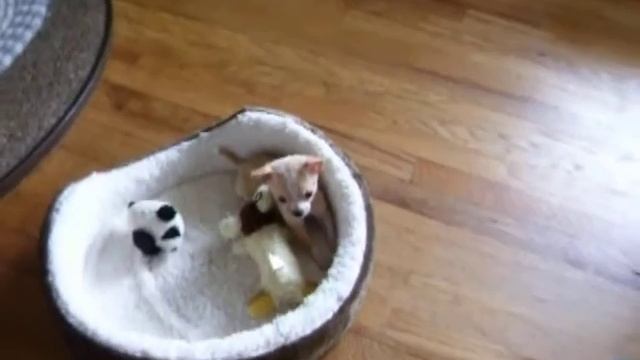 Nick play in his bed, Penny window.MOV смотреть онлайн