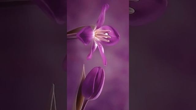 Flowers Wallpapers | Wallpapers | Nature Wallpapers | Best Corner смотреть онлайн