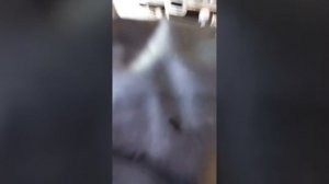 установка поршневой гранта