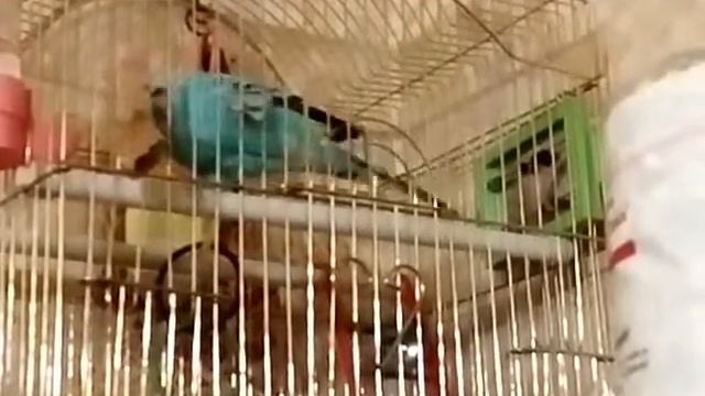 Бухгалтер домашний ) смотреть онлайн