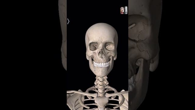 Essential Skeleton 2 - 3D view of skeleton смотреть онлайн