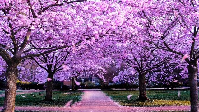 Cherry Blossom 🌸 4k Live Wallpaper 1080p Full HD [Check description to set this as your wallpaper] смотреть онлайн