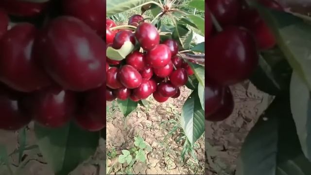 Fruit Farm EP.11 | orange farm | apple farm | cherry farm _ Cherry fruit _ apple fruit _ orange смотреть онлайн