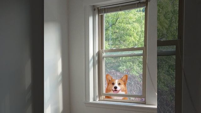 Someone Left the Window Open! смотреть онлайн
