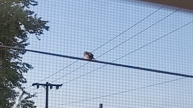I saw a birb outside my apartment window. This is he. смотреть онлайн