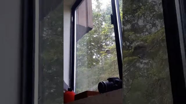 bird try's to get through window смотреть онлайн