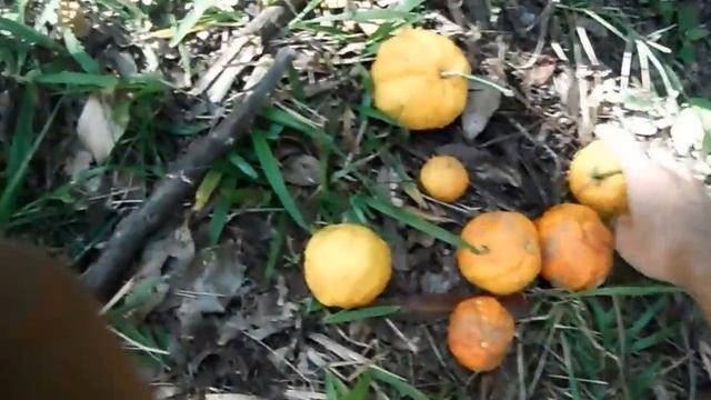 Better Than Money Can Buy! Wild Lemons-WIld Oranges As Compared to Store Bought_$0Bandit смотреть онлайн