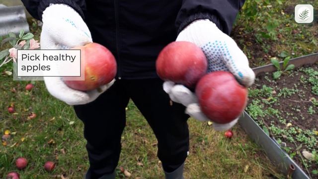 How to Store Apples for Longer смотреть онлайн